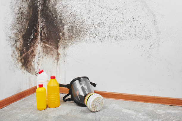 Best Office Mold Removal Services  in Evansville, WI