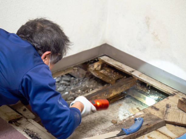 Best Mold Testing  in Evansville, WI