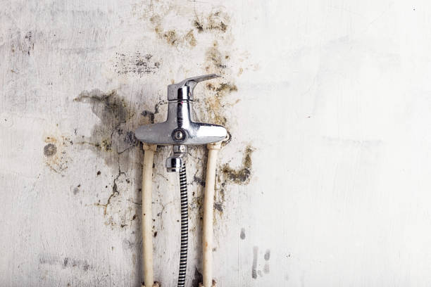 Best Mold Testing and Removal  in Evansville, WI