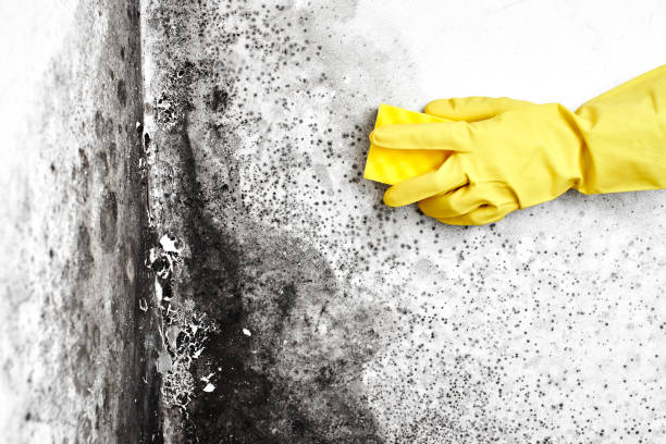 Best Commercial Mold Removal  in Evansville, WI