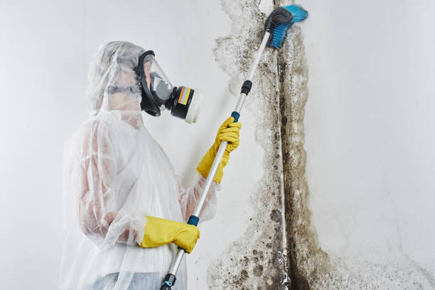 Best Certified Mold Removal  in Evansville, WI