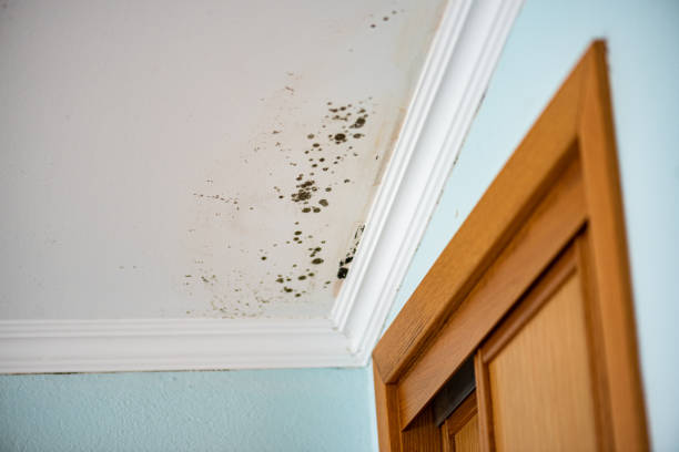  Evansville, WI Mold Removal Pros