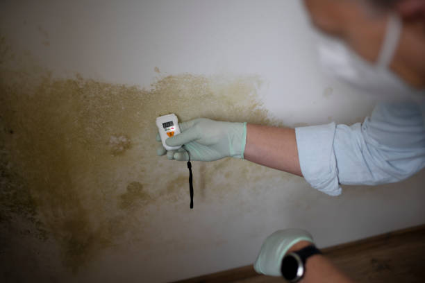 Best Attic Mold Removal  in Evansville, WI