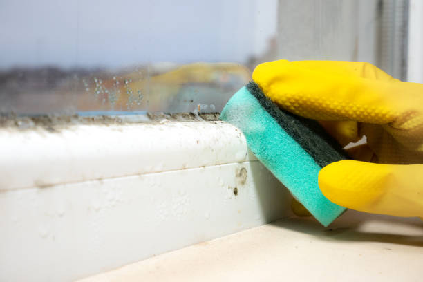 Best Toxic Mold Removal  in Evansville, WI