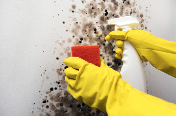 Best Home Mold Removal  in Evansville, WI