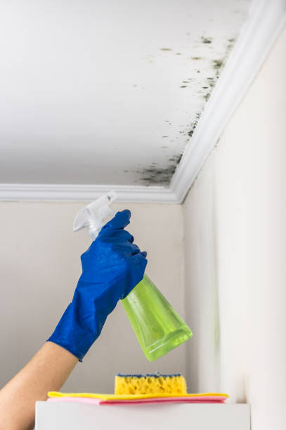 Best Mold Removal Process  in Evansville, WI